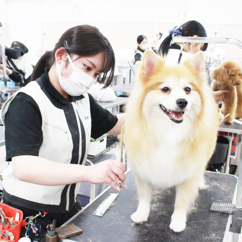 ２年生はお客様犬のトリミング！